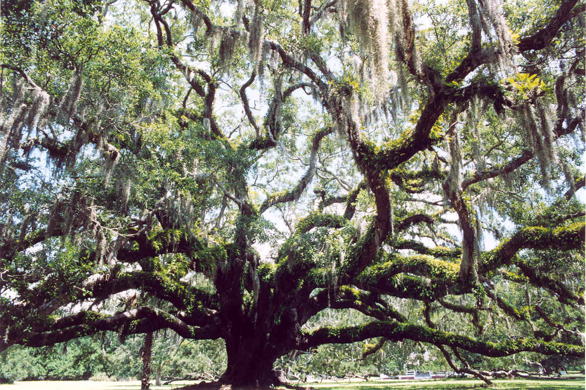 cumberland island